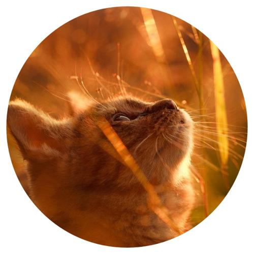 OPŁATEK NA TORT KOT KOTEK KOCUR GARFIELD