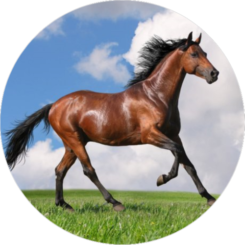 OPŁATEK NA TORT KOŃ KONIE GALLOP MUSTANG