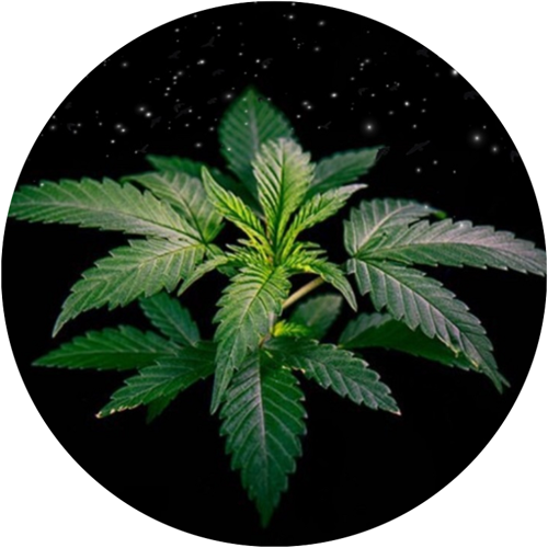 OPŁATEK NA TORT MARIHUANA LIŚĆ KONOPIA
