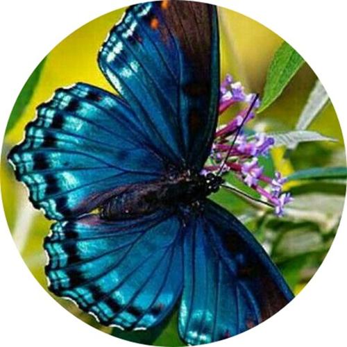 OPŁATEK NA TORT URODZINY MOTYLKI MOTYLE MOTYL