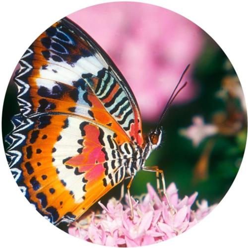 OPŁATEK NA TORT MOTYL MOTYLE
