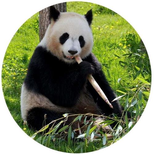 OPŁATEK NA TORT URODZINY MIŚ PANDA BAMUS